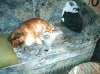 Bild 15